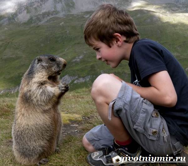Сурок-животное-Образ-жизни-и-среда-обитания-сурка-5