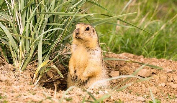 Описание суслика