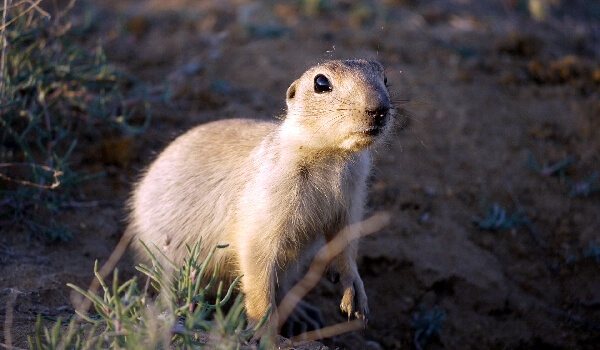 Гофер-функции