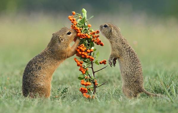 Суслик-животное-описание-особенности-виды-образ жизни-и-среда обитания-суслик-15