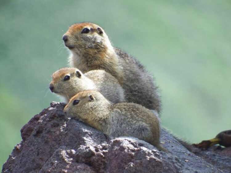 Суслик: описание, особенности, виды, образ жизни и среда обитания