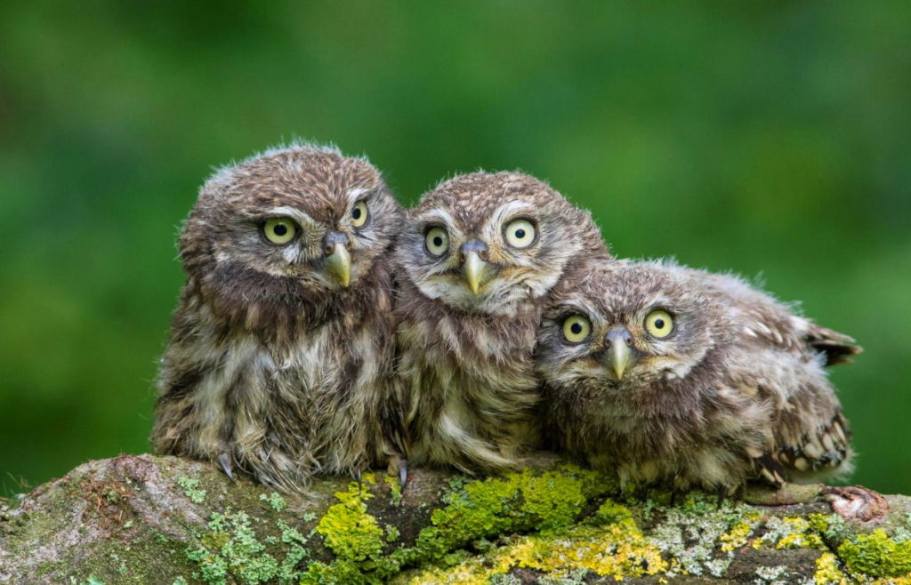 Совы из гнезда