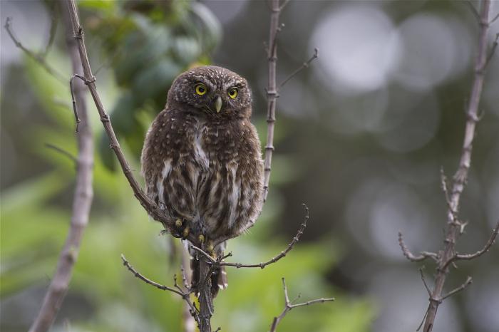 сычик воробьиный сыч воробей