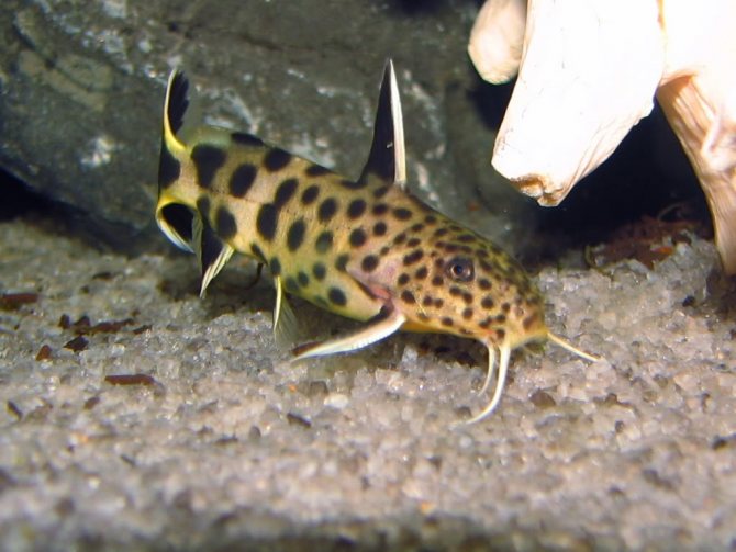 Сом кукушка: описание содержания, совместимости