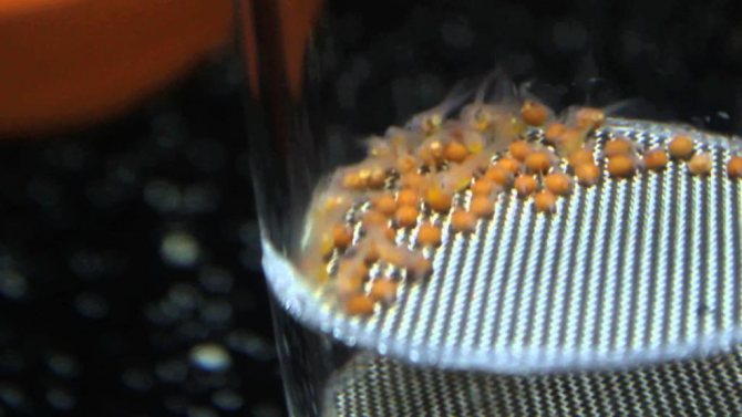 Сом кукушка: описание содержания, совместимости