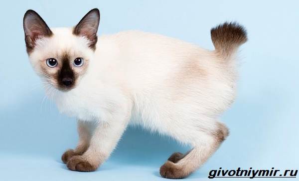 Тай-дон-кошка-описание-особенности-уход-и-цена-кошки-тай-дон-4