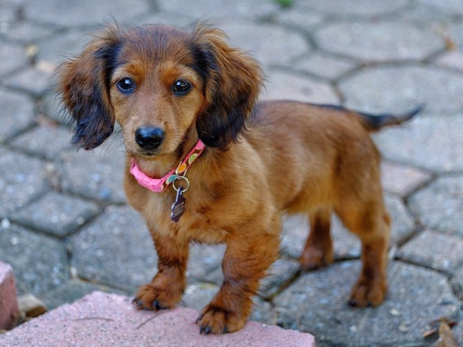 Особенности карликовой и кроличьей разновидности такс