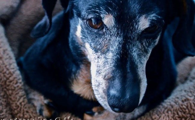 Таксы: сколько живут лет в домашних условиях мальчики и девочки и какая средняя продолжительность жизни карликовых собак