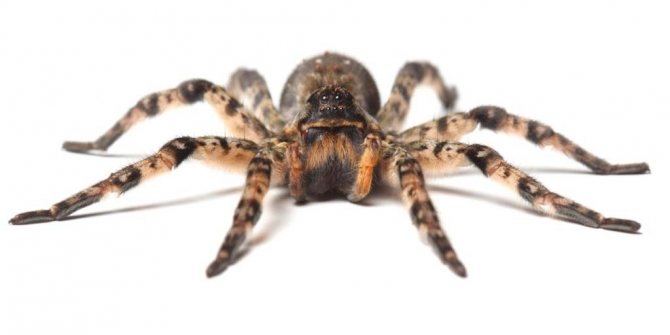 Интересные факты о тарантулах: о их долголетии, добром нраве и другое