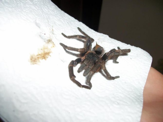 Тарантелла на одежде