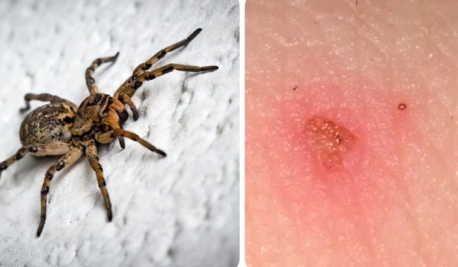 Интересные факты о тарантулах: о их долголетии, добром нраве и другое