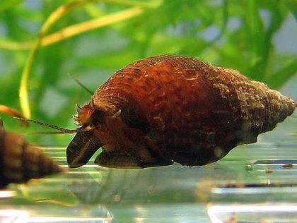 Улитка Мелания с описанием