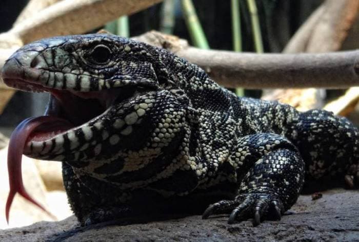 Тегу обыкновенный