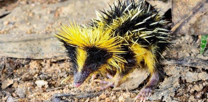 Тенрек (Мадагаскар)