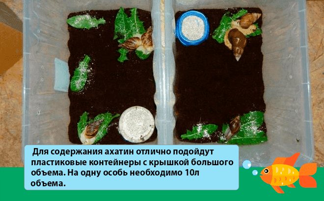 террариум для ахатин