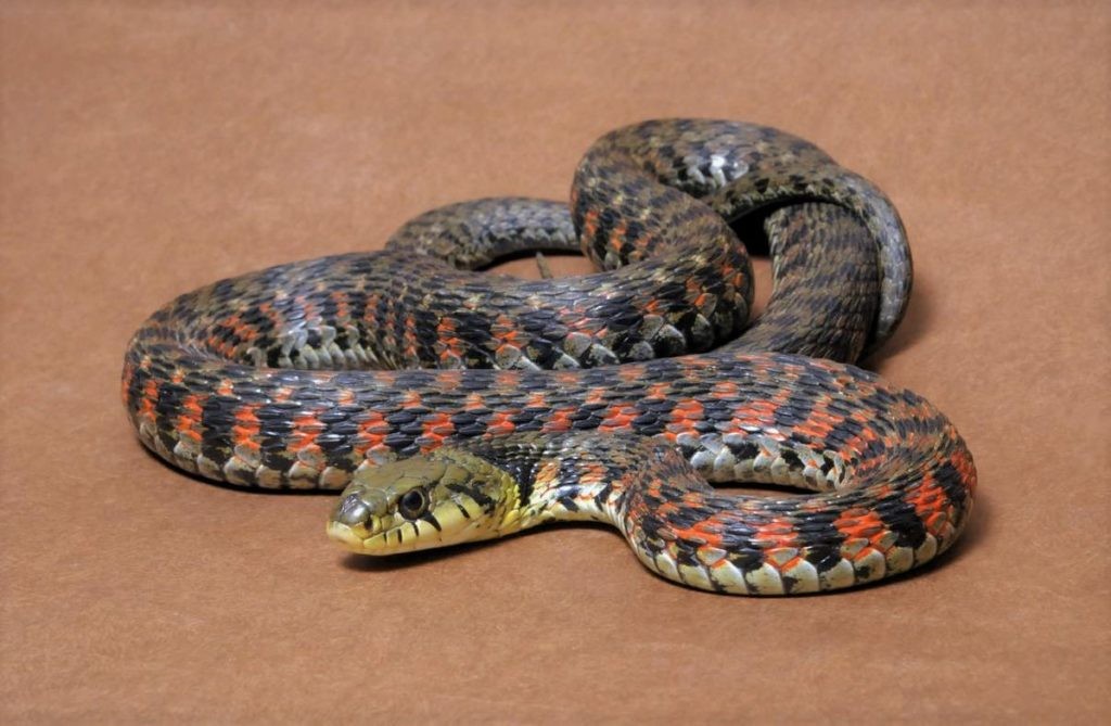 Уже тигровый