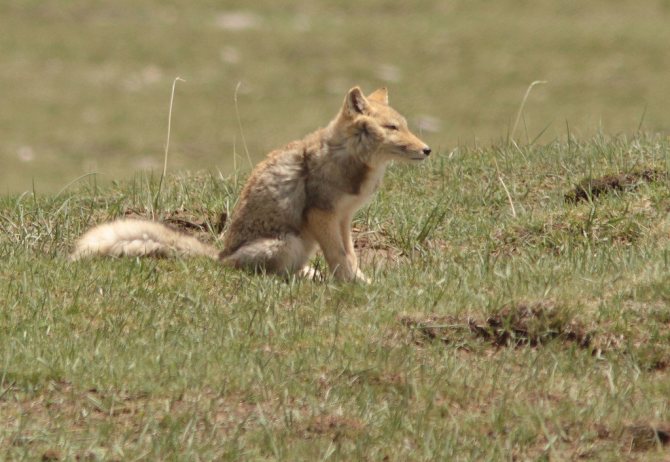 Тибетская лиса - видит в тебе.. добычу