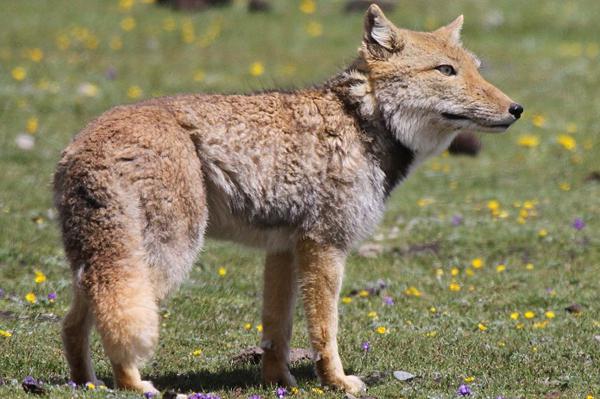 тибетская лиса