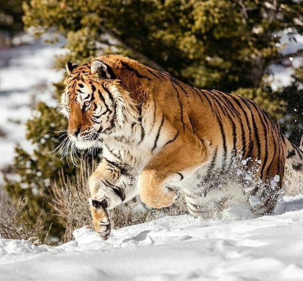 Тигры в Казахстане