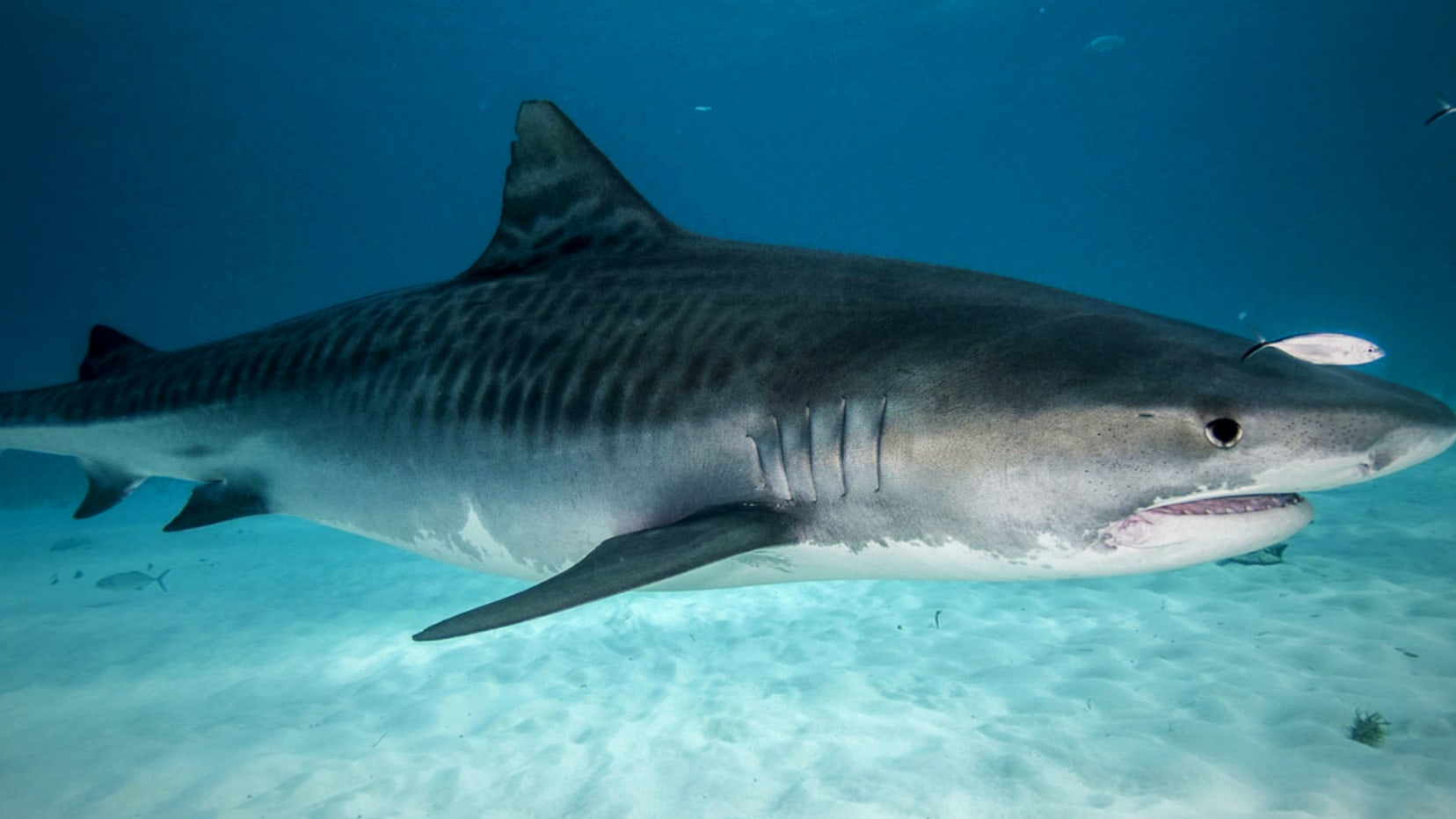 Тигровая акула