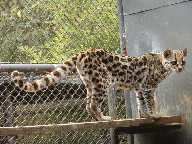 Дикая кошка онцилла: описание внешности и характера, ареал обитания и образ жизни, размножение и численность вида