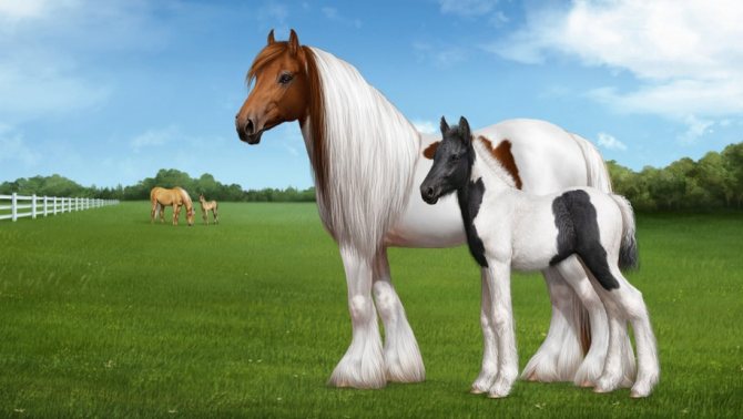 Тинкеры на пастбище