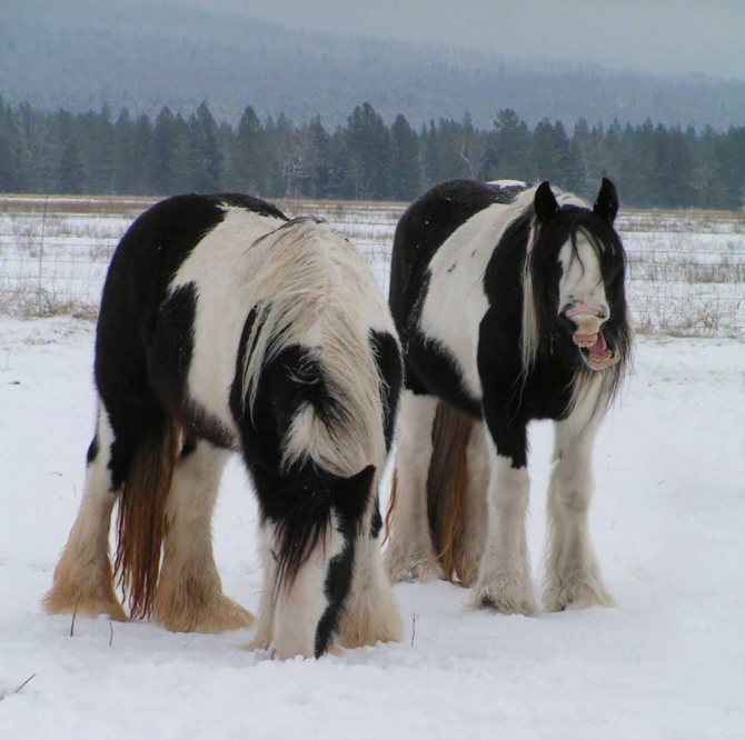 Тинкеры зимой