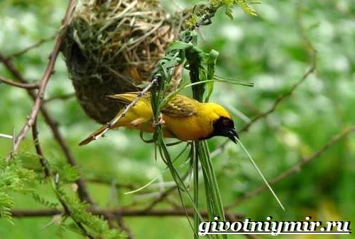 Ткачик птица