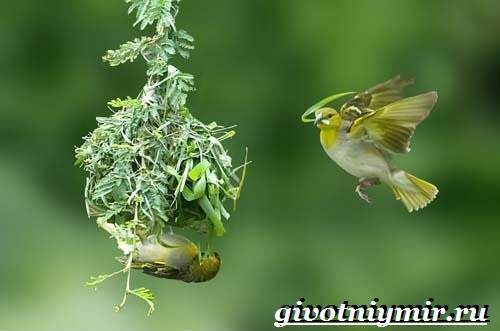 Ткачик птица