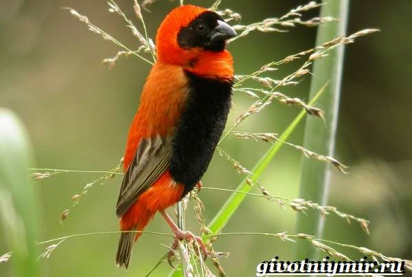 Ткачик птица