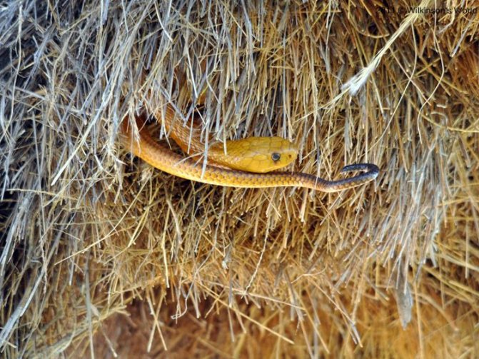 Ткачик птица