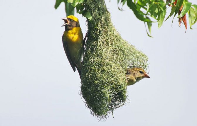 Ткачик птица