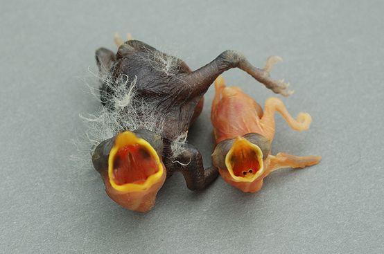 Ткачик птица