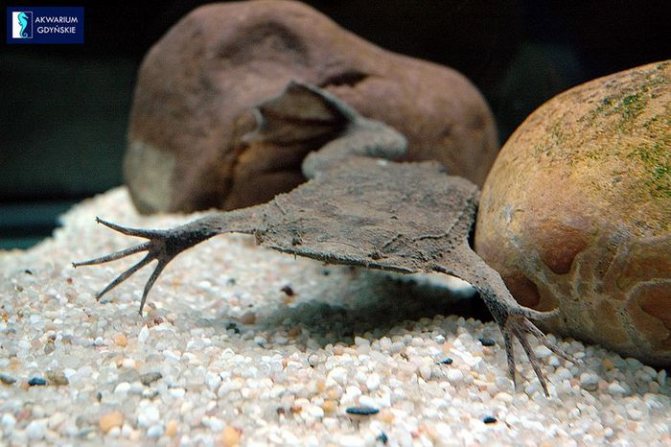 Жаба, которая вынашивает детей на спине