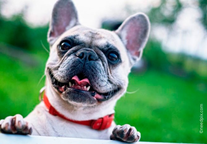 Игрушечные бульдоги - помесь мопса и бульдога