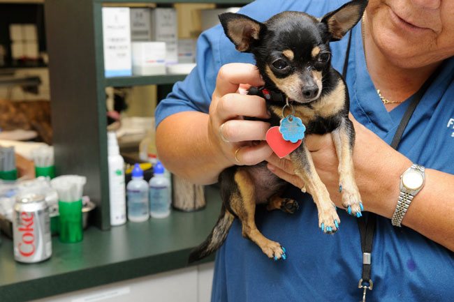 Уход и содержание той-терьера: как ухаживать за мальчиком или девочкой в 1 и 2 месяца