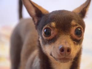 об уходе за той терьером