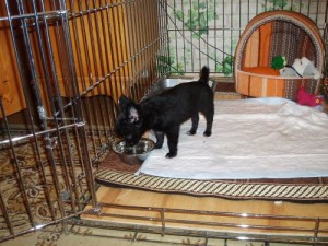 покупки для щенка