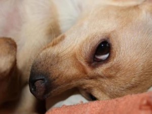 здоровье питомца