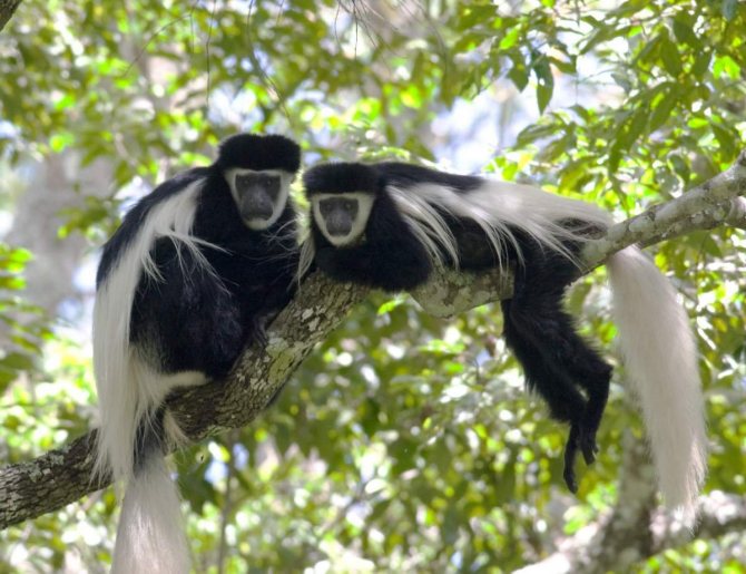 Восточный колобус