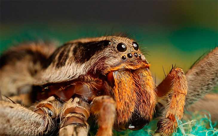 12 интересных фактов о тарантулах