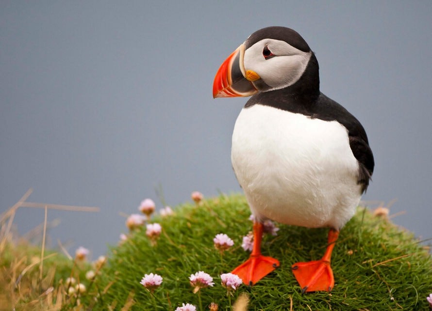 Тупик (птица)