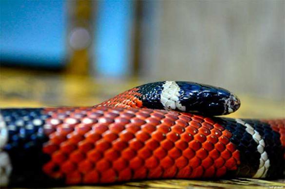 Трехцветная змея - королева вечеринок