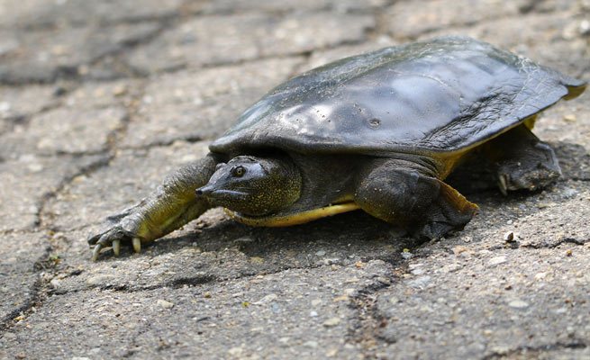 Трионикс условия