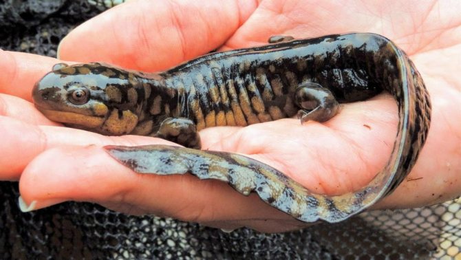 Гребенчатый тритон – особенности содержания в домашних условиях и рекомендации по питанию