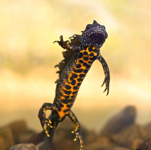 Гребенчатый тритон – особенности содержания в домашних условиях и рекомендации по питанию