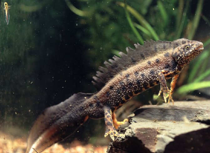 Гребенчатый тритон – особенности содержания в домашних условиях и рекомендации по питанию