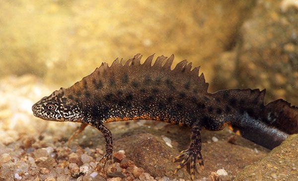 Гребенчатый тритон – особенности содержания в домашних условиях и рекомендации по питанию