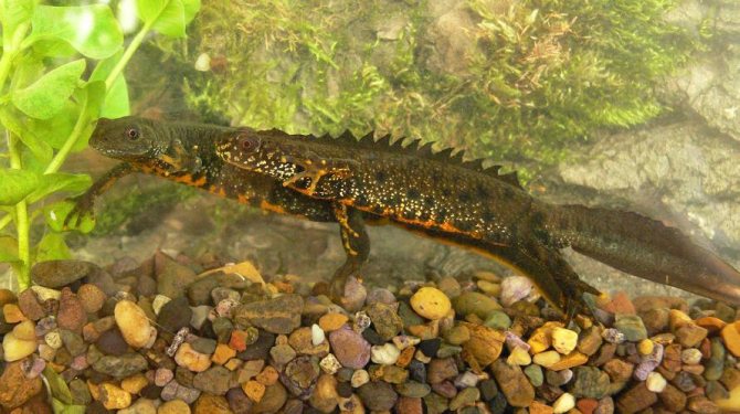 Гребенчатый тритон – особенности содержания в домашних условиях и рекомендации по питанию