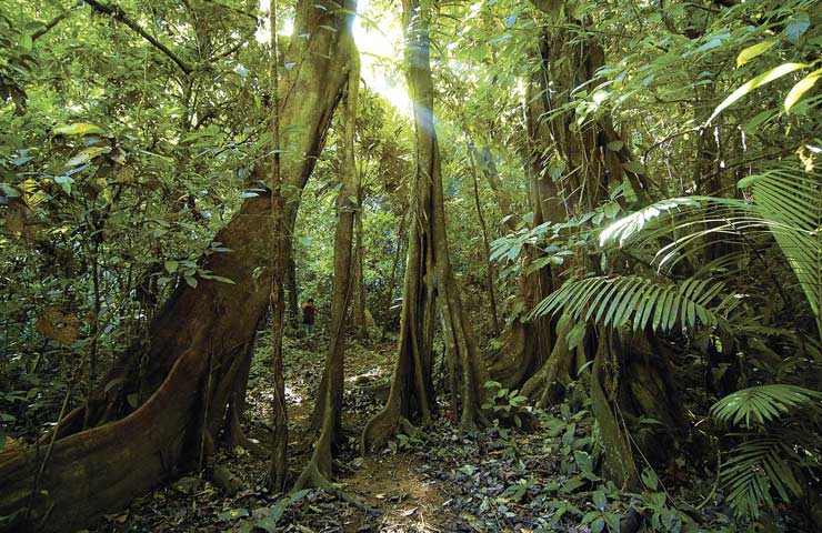 тропический лес